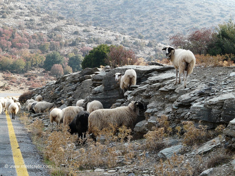 Road Trip Crete Nida Plateau