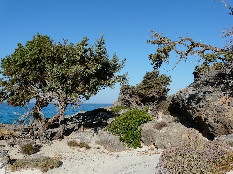 Kedrodasos – der Strand für Naturliebhaber