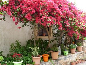 Bougainvilia in Fodele